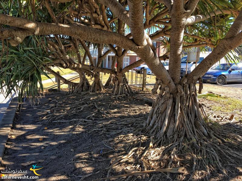 ریشه های جالب درخت در ساحل