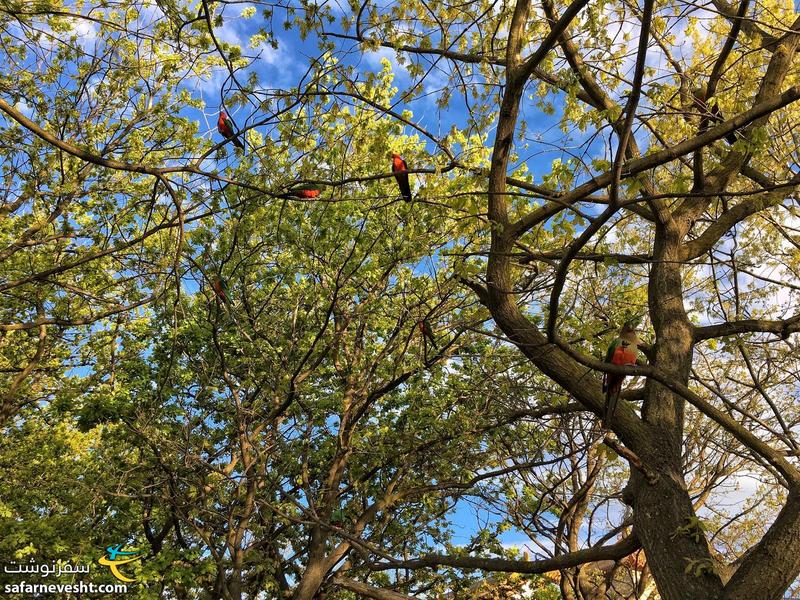 طوطی های رنگارنگ در پارک استرلینگ (Stirling park) کانبرا