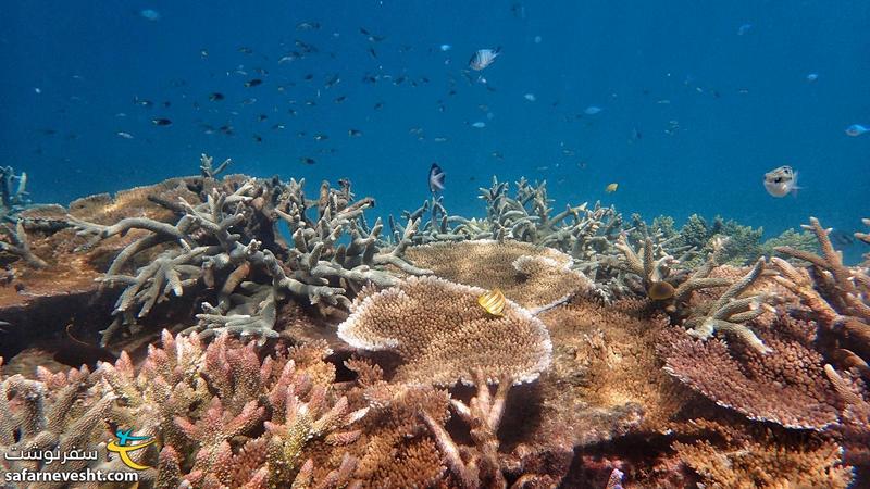 سفرنامه استرالیا؛ دیواره بزرگ مرجانی در شرق استرالیا