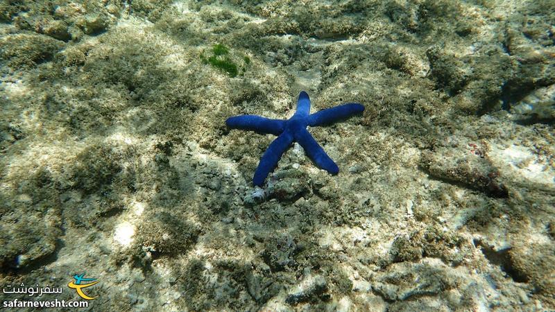 ستاره دریایی با رنگ زیبا