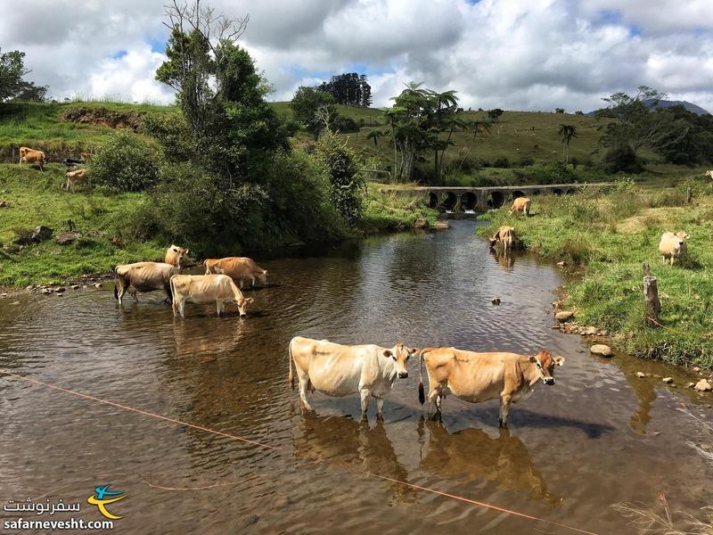 گاوها در حال آبتنی در رودخانه