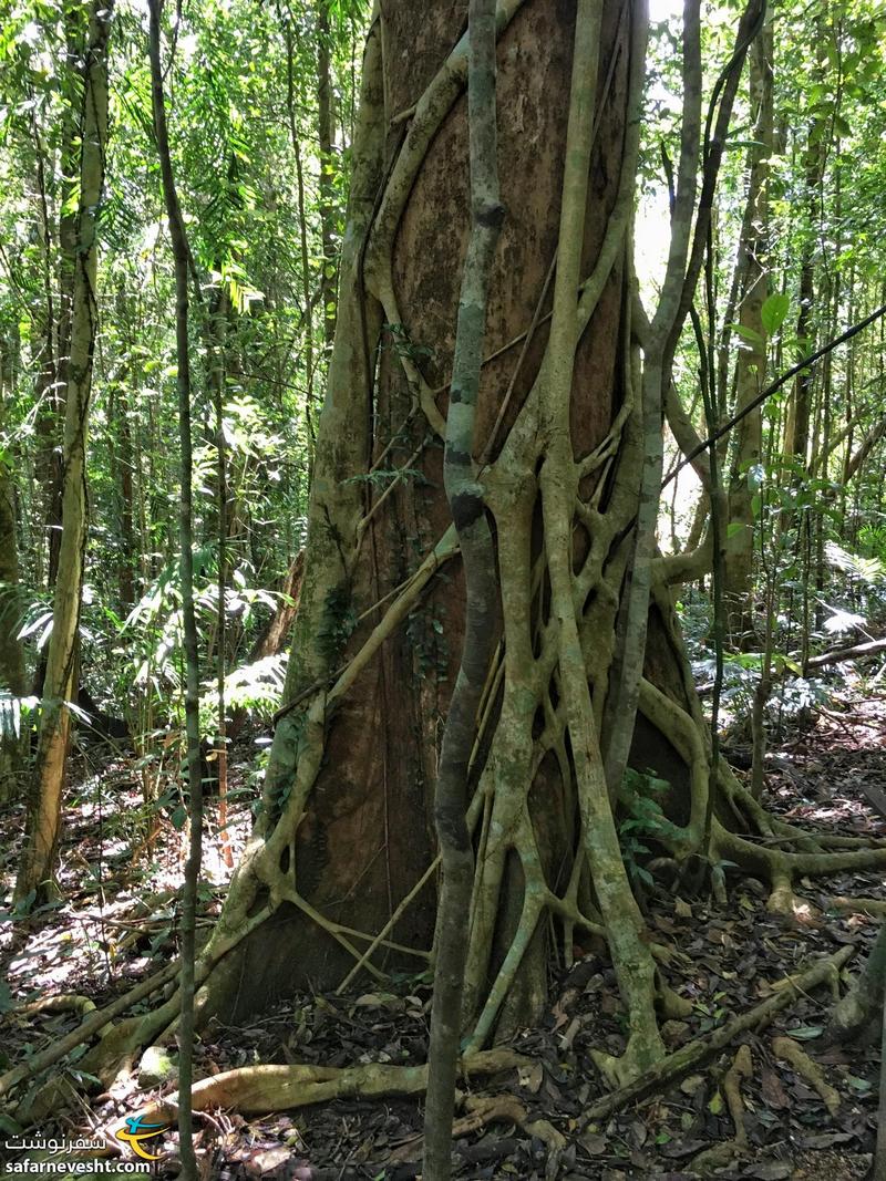 نبردی سخت در جنگل! درخت انگل بعد از ده ها سال بالاخره درخت میزبان رو خفه میکنه و فقط از جسدش به عنوان ستون استفاده میکنه.