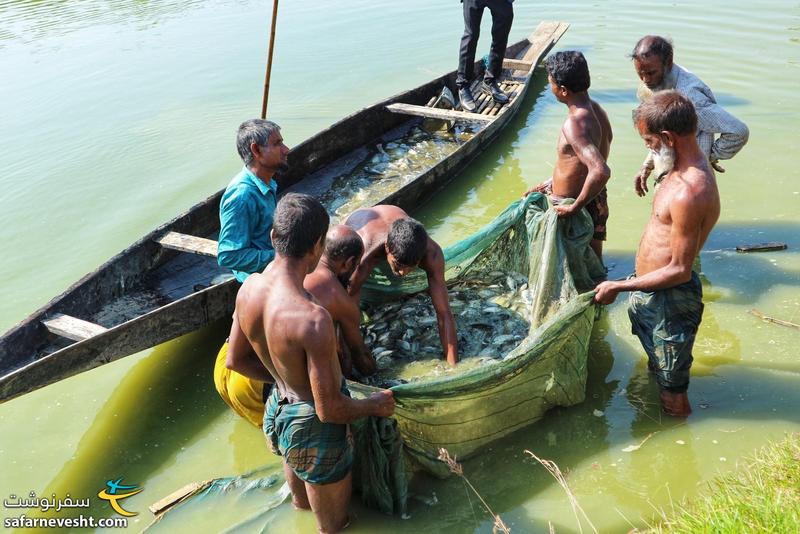 بنگلادش رودخانه ها و تالاب های زیادی داره و ماهیگیری یکی از شغل های رایج مردمه