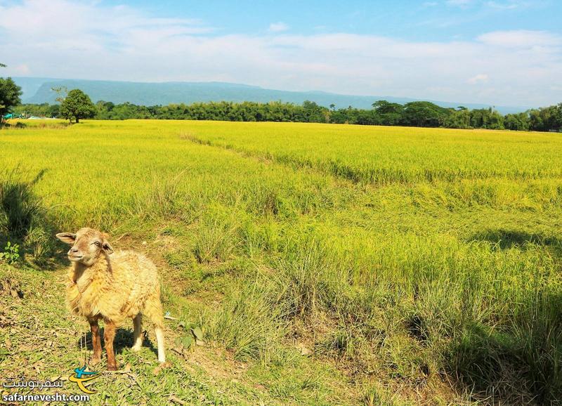 طبیعت زیبای بیسناکاندی