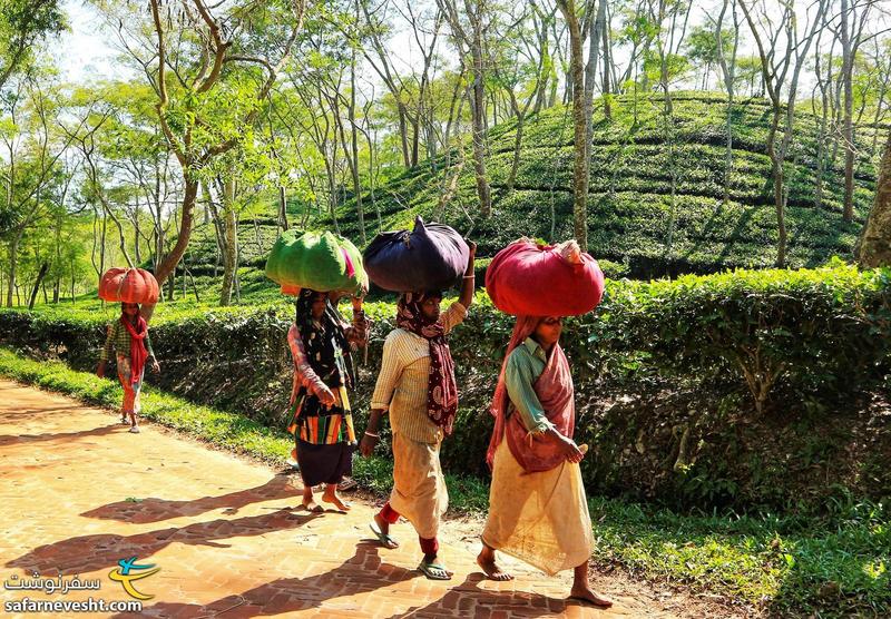 مزرعه چای در سریمنگال بنگلادش