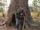 من و رئیس قبیله و درخت بائوباب کهنسال