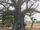 درخت بائوباب ۲۰۰۰ ساله در بنین