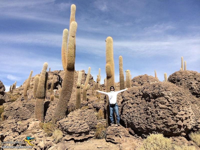 Huge cactuses were more than 1000 years old