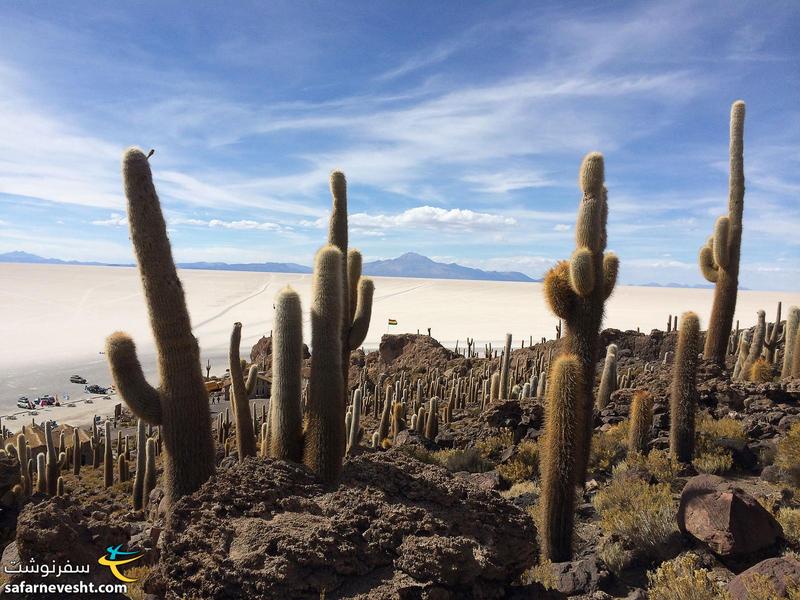Salar de Uyuni view from cactus island