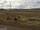 road from Potosi to Uyuni, Llamas were grazing