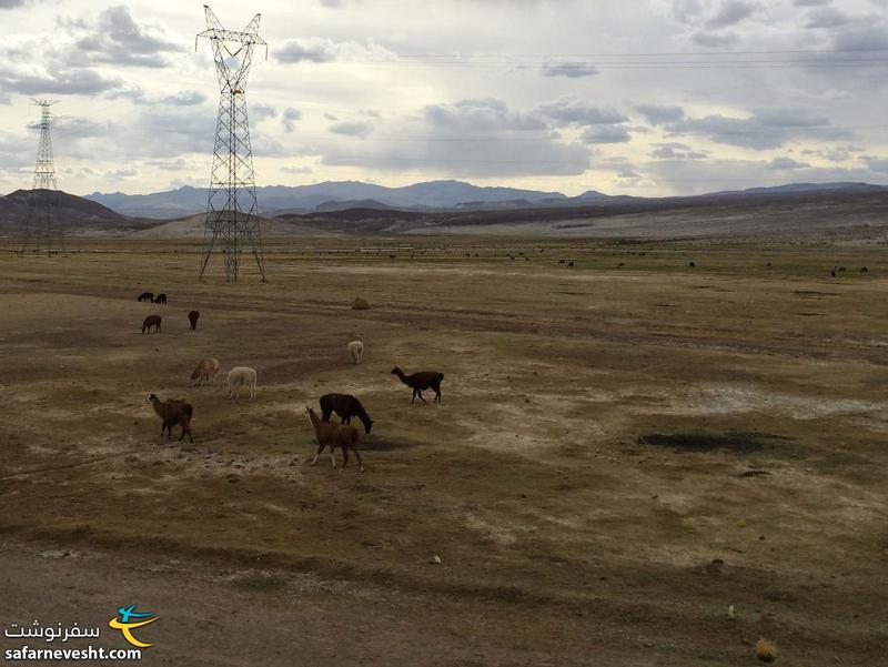 road from Potosi to Uyuni, Llamas were grazing