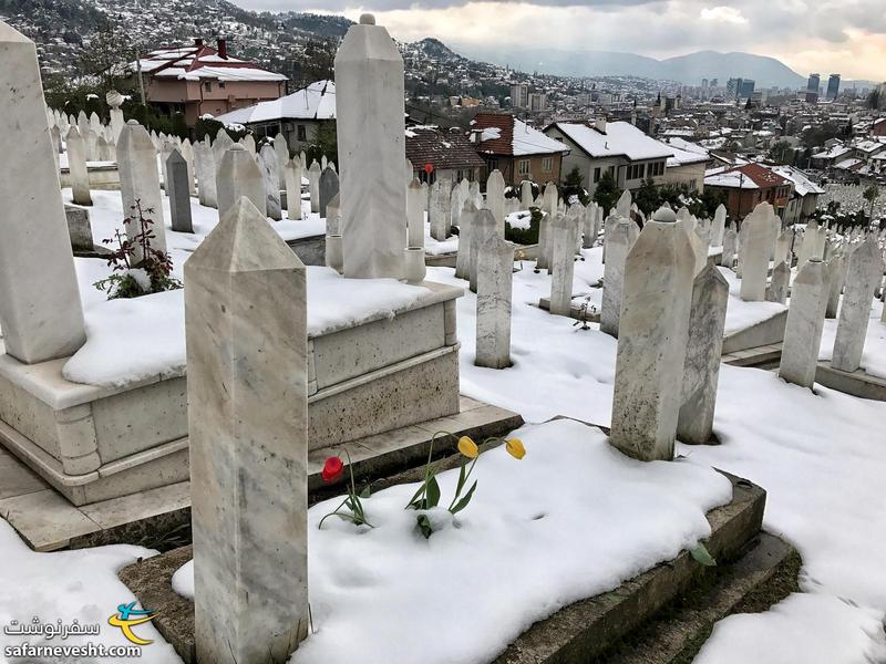 گل های قبرستان سارایوو هم از برف بهاری شوکه شده بودند