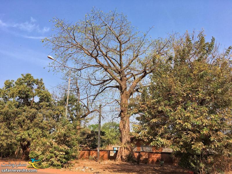 درختان بزرگ شهر بوبو در غرب بورکینافاسو