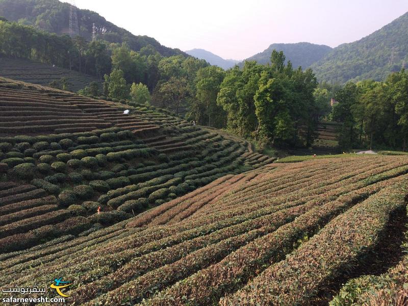  مزارع چای اطراف شهر هانگجو