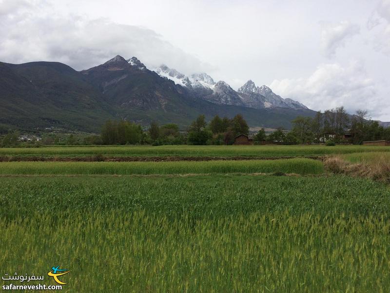  گندم زارهای روستای بایشا و کوه اژدهای یشمی (Jade dragon)