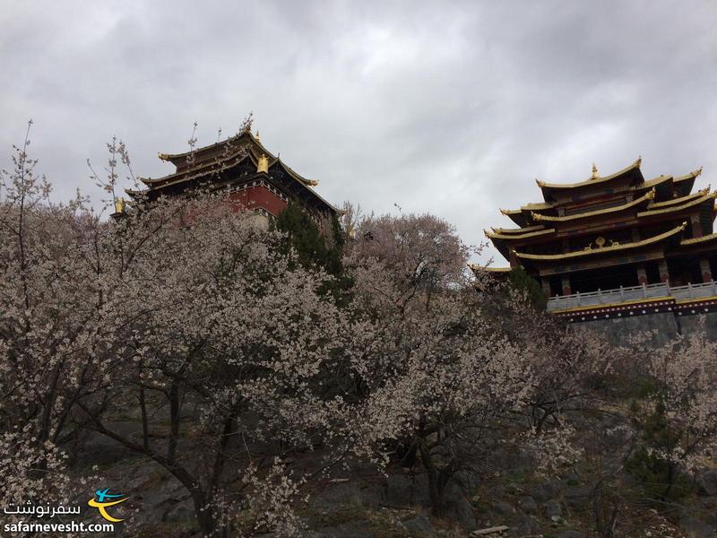  معبد طلایی که پشت شکوفه ها پنهان شذه