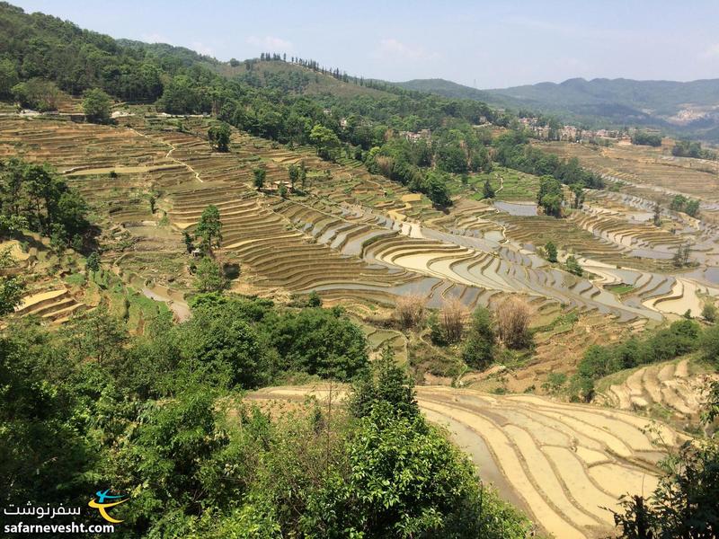  مزارع برنج پلكانی منطقه یوان یانگ.