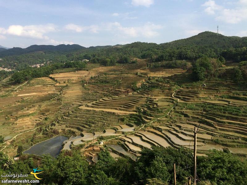  مزارع برنج پلكانی منطقه یوان یانگ