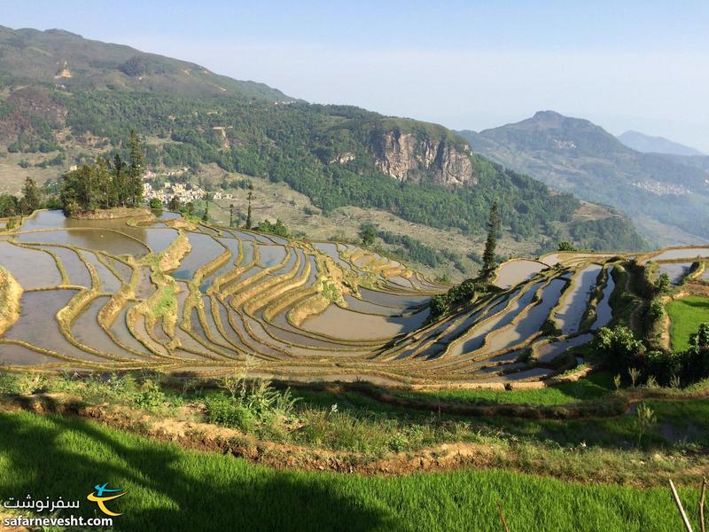  مزارع برنج پلكانی منطقه یوان یانگ در جنوب چین