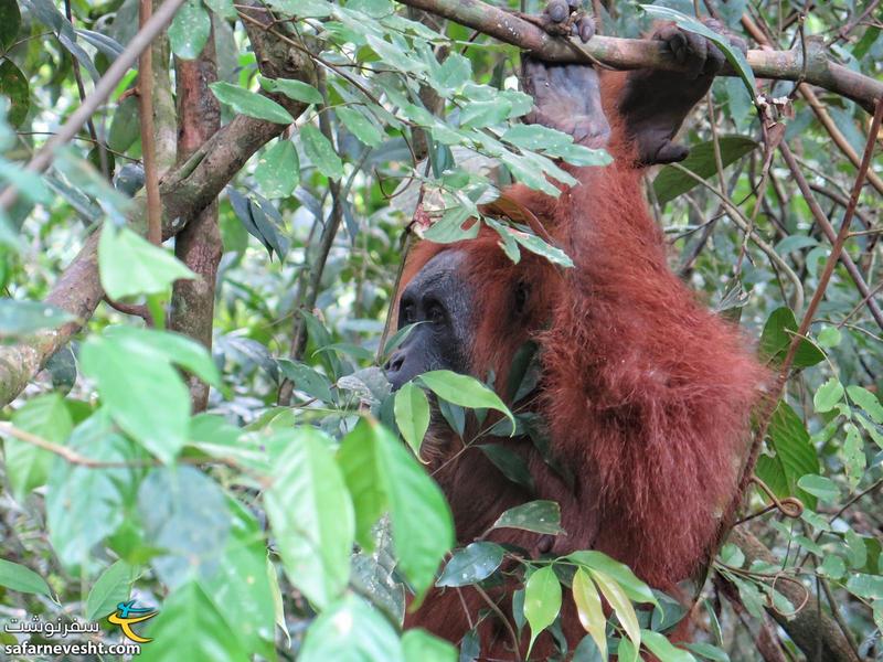اورانگوتان ها جنگل های سوماترا