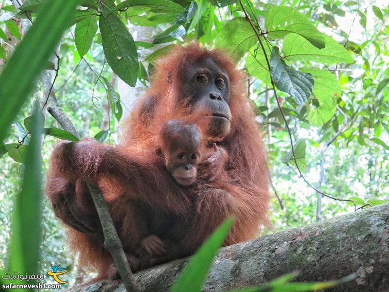 اورانگوتان مادر و نوزادش