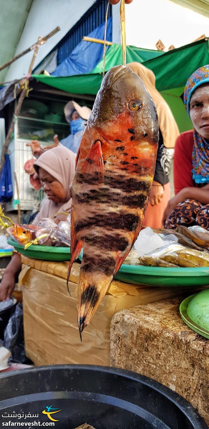 ماهی رنگارنگ