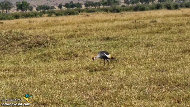 درنای تاجدار، پرنده ملی اوگاندا