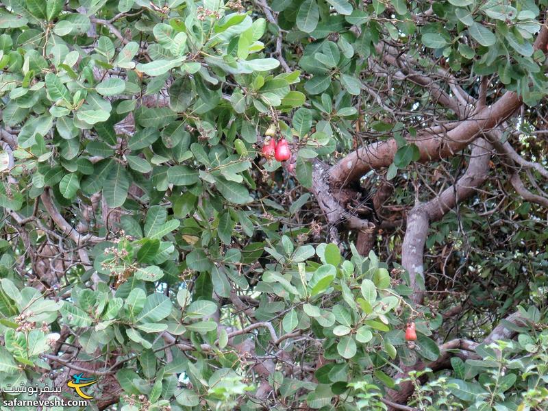 درخت بادام هندی در جزیره ال نیدو
