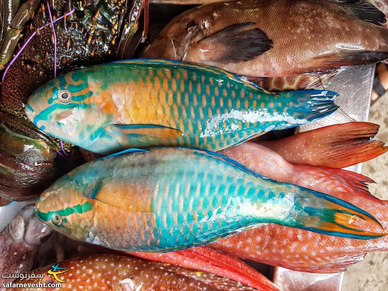 ماهی به رنگ خاص در بازار ماهی فروشان پالاگوان