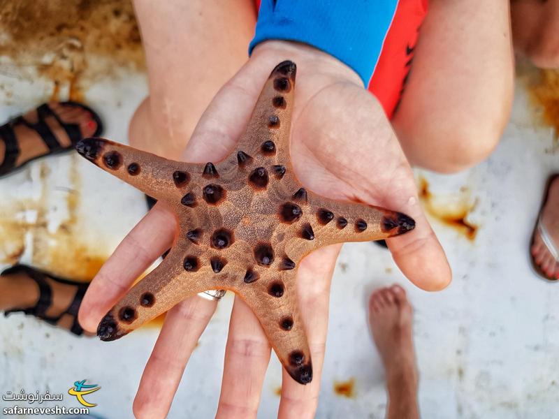 ستاره دریایی که بلافاصه بعد از انداختن عکس ستاره دریایی را در دریا رها کردیم