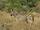 گورخر در پارک ملی کروگر