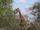 زرافه ای در پارک ملی کروگر آفریقای جنوبی