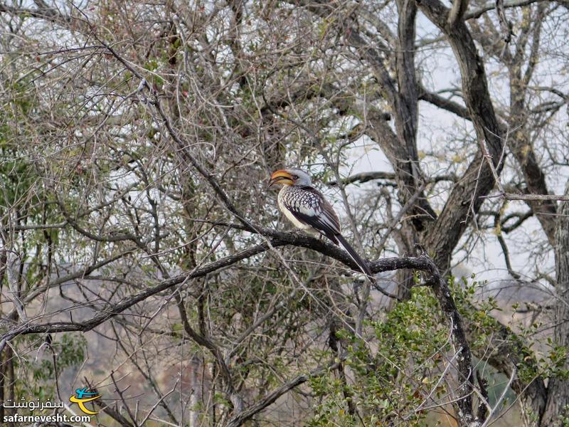 پرنده ای در پارک ملی کروگر