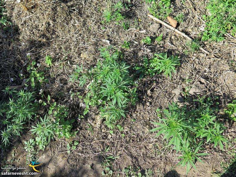 گیاه کانابیس که ماریجوانا و حشیش از این گیاه تهیه میشود در خانه بعضی از روستایی ها کشت میشد