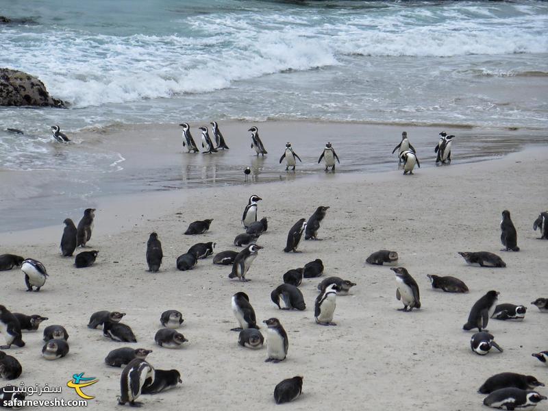 پنگوئن ها در ساحل بولدرز