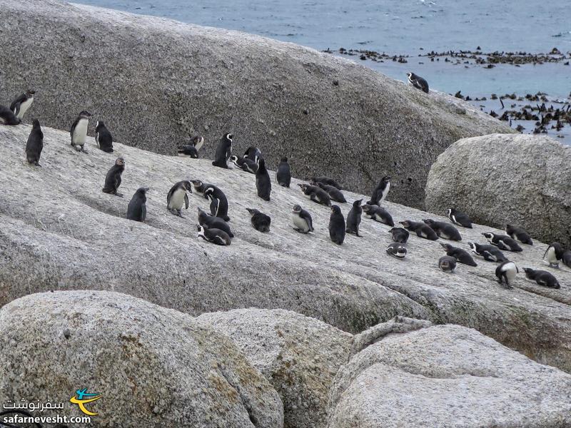پنگوئن های آفریقایی روی صخره های ساحل بولدرز