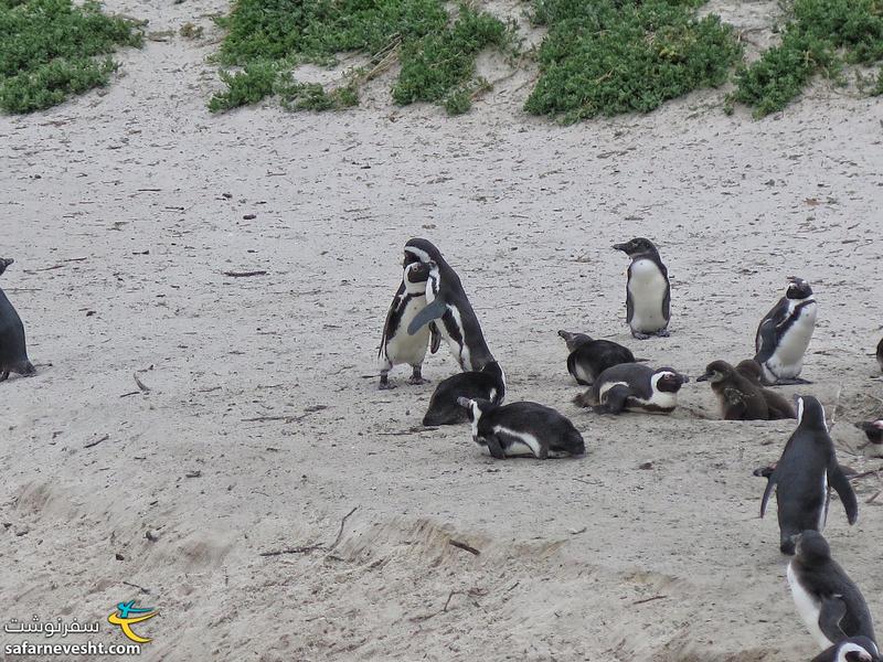 پنگوئن آفریقای در حال بغل کردن همدیگر