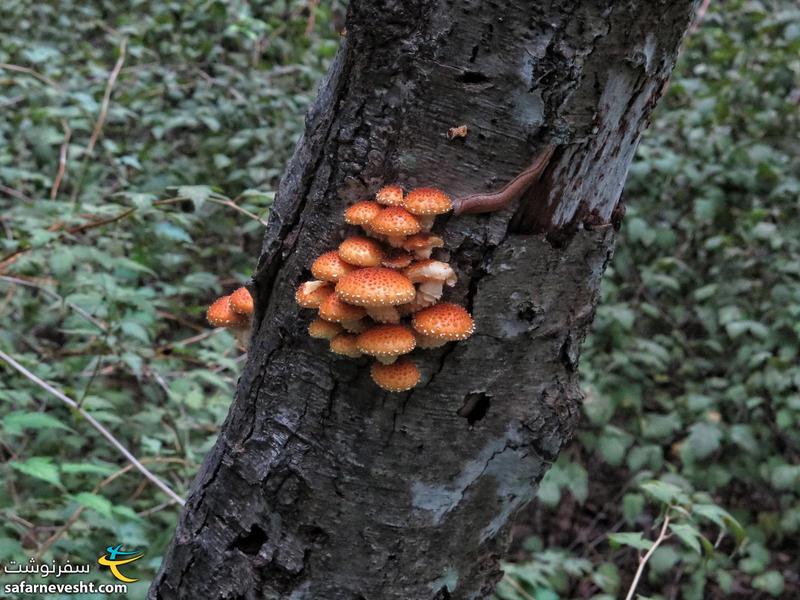قارچ های زیبای نارنجی رنگ در مسیر صعود به تپه سامسونگ