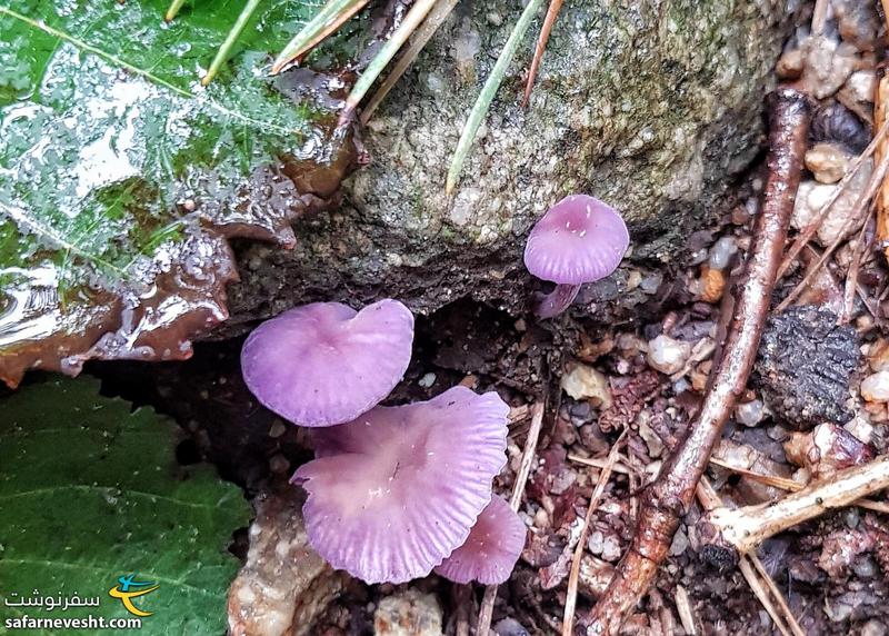 قارچ های زیبای بنفش رنگ