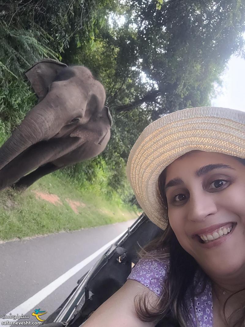 فیل در خیابان های سریلانکا