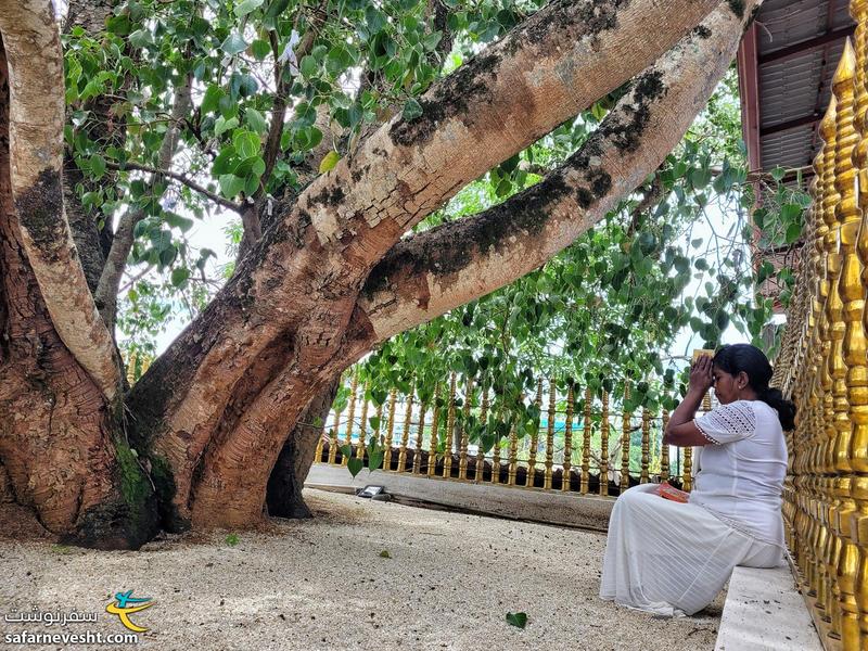 در حال دعا زیر سایه درخت مقدس و کنار مجسمه باهیراووکانداویهارا