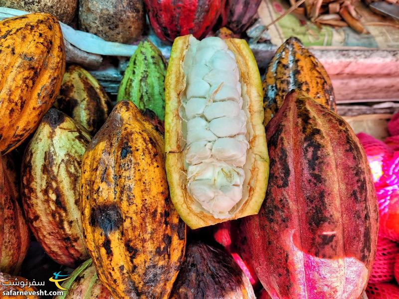 میوه کاکائو، دانه کاکائو در میانه بخش سفید و آبدار که خوراکی است قرار دارد