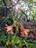گل شیپوری صورتی (آماریلیس صورتی) در جنگل های اطراف معبد