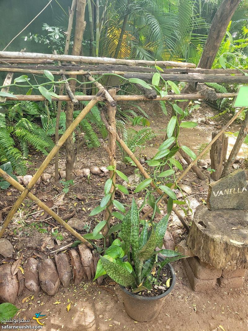 گیاه وانیل در باغ ادویه دامبولا