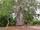 درخت بائوباب در کشور تانزانیا