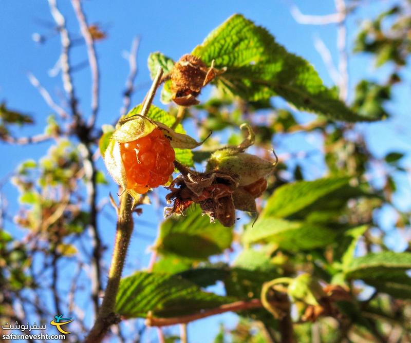 بوته تمشک نارنجی