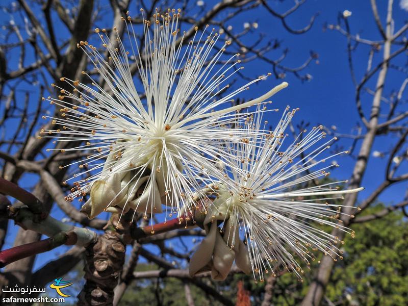 درختی با گل های عجیب در باغ گیاه شناسی زیمباوه