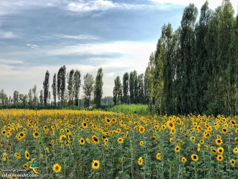 مزرعه گل آفتابگردان