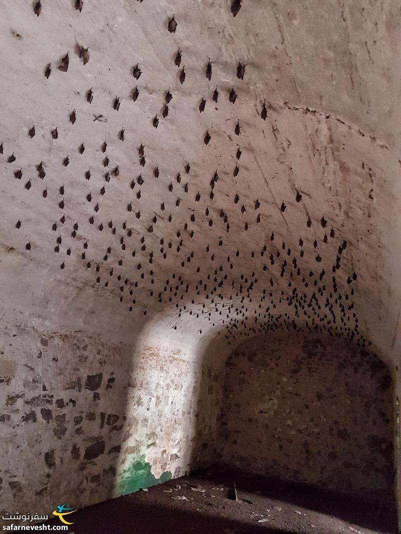 خفاش ها توی یکی از اتاق های قلعه