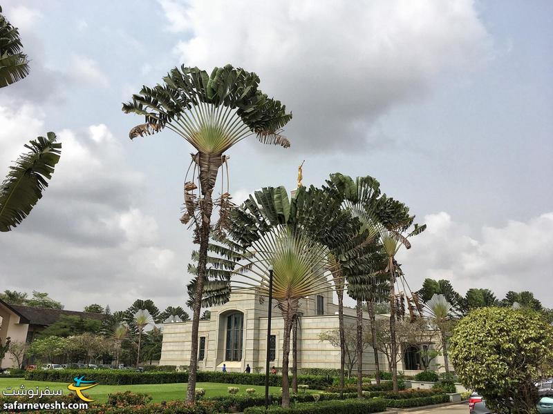 درختان نخل مسافر در باغ کلیسای عیسی مسیح